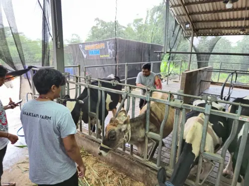 BRI Peduli Perkuat Peternak Sapi Perah di Malang, Produksi dan Nilai Tambah Susu Meningkat