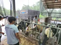 BRI Peduli Perkuat Peternak Sapi Perah di Malang, Produksi dan Nilai Tambah Susu Meningkat