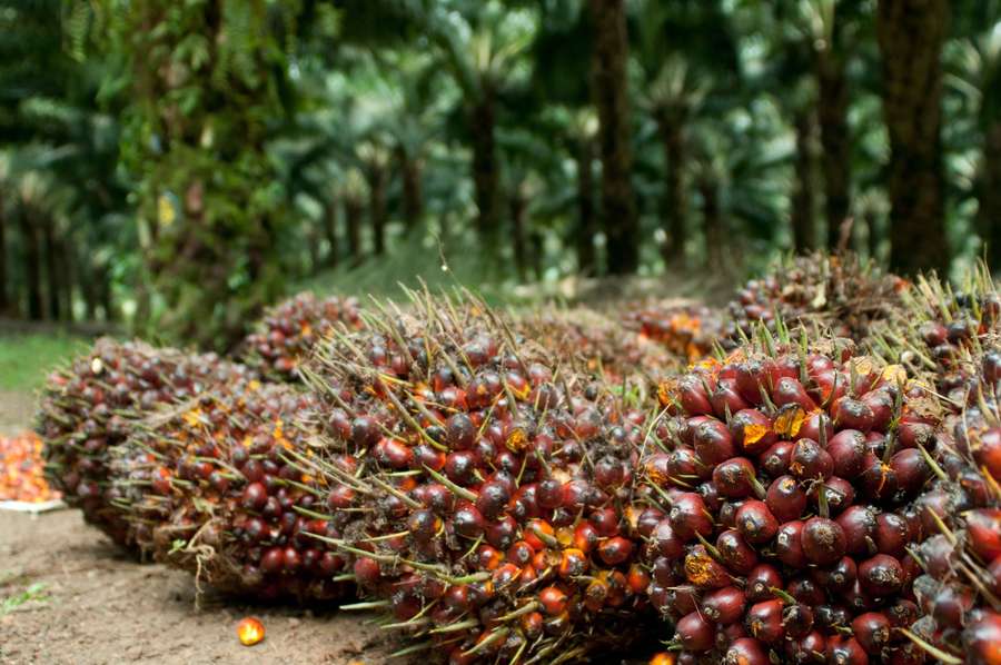 Triwulan I 2023, Laba Astra Agro Lestari Turun 53,5%