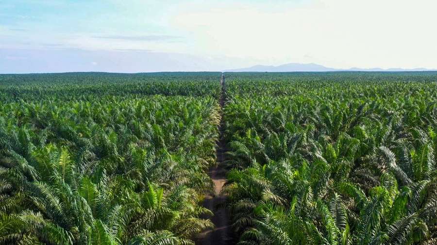 Triwulan I 2023, Laba Jhonlin Agro Raya Turun 73,16%