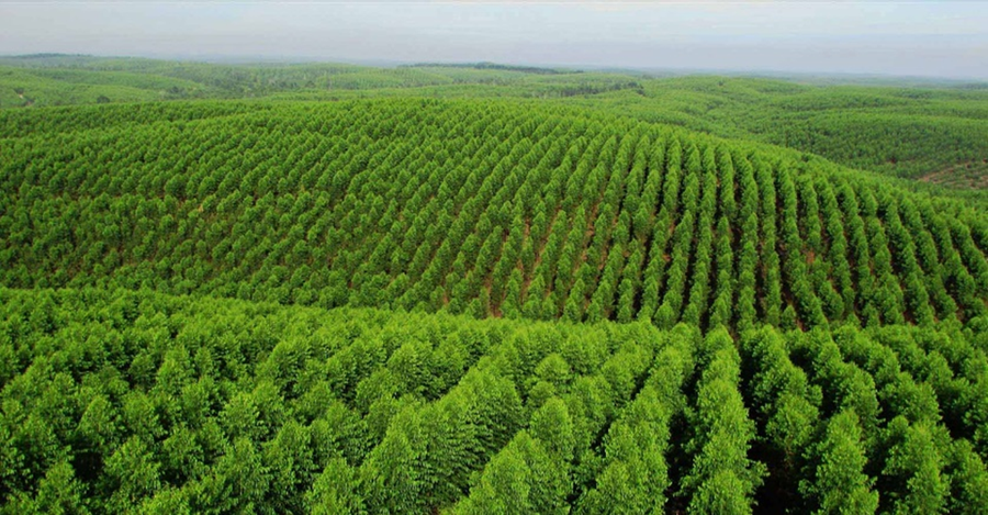 Lontar Papyrus Pulp &amp; Paper Rilis Obligasi dan Sukuk Rp2 Triliun, Intip Pengguaannya