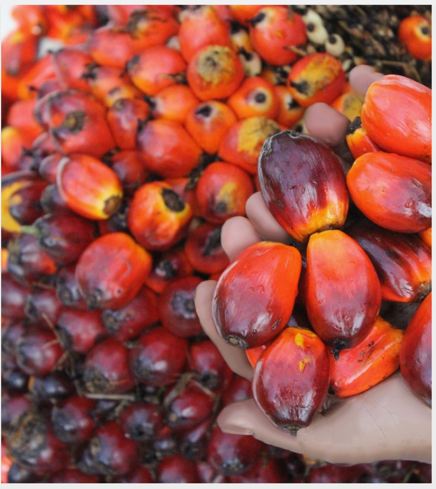 Eagle High Plantations (BWPT) Siap Lunasi Pokok Sukuk I Tahun 2025 Seri A. Segini Nilainya