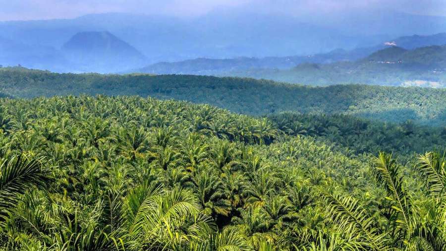 Dividen Final Triputra Agro (TAPG) Rp91 per Saham Dibagikan 18 Juni 2026