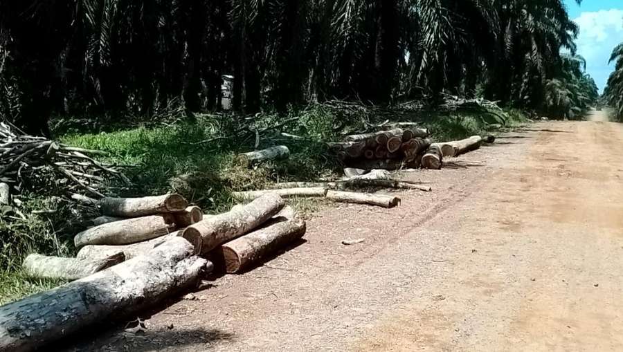 Siap-Siap! PNGO Bagi Dividen Interim Rp40 per Saham, Catat Jadwalnya
