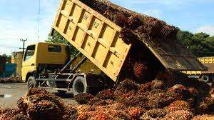 Pinago Utama (PNGO) Tebar Dividen Interim Rp90 per Saham, Catat Jadwalnya