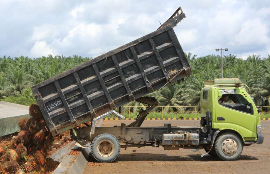 Harga CPO Naik, DSNG Catat Pertumbuhan Laba 60% di Kuartal I 2025