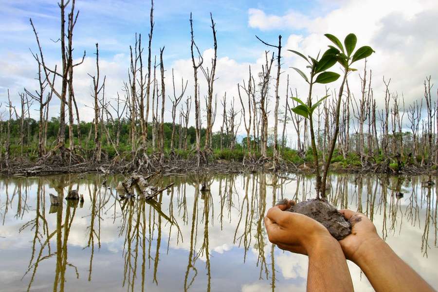 PP Persero Tanam 720 Bibit Magrove, Dukung Pelestarian Lingkungan Pesisir