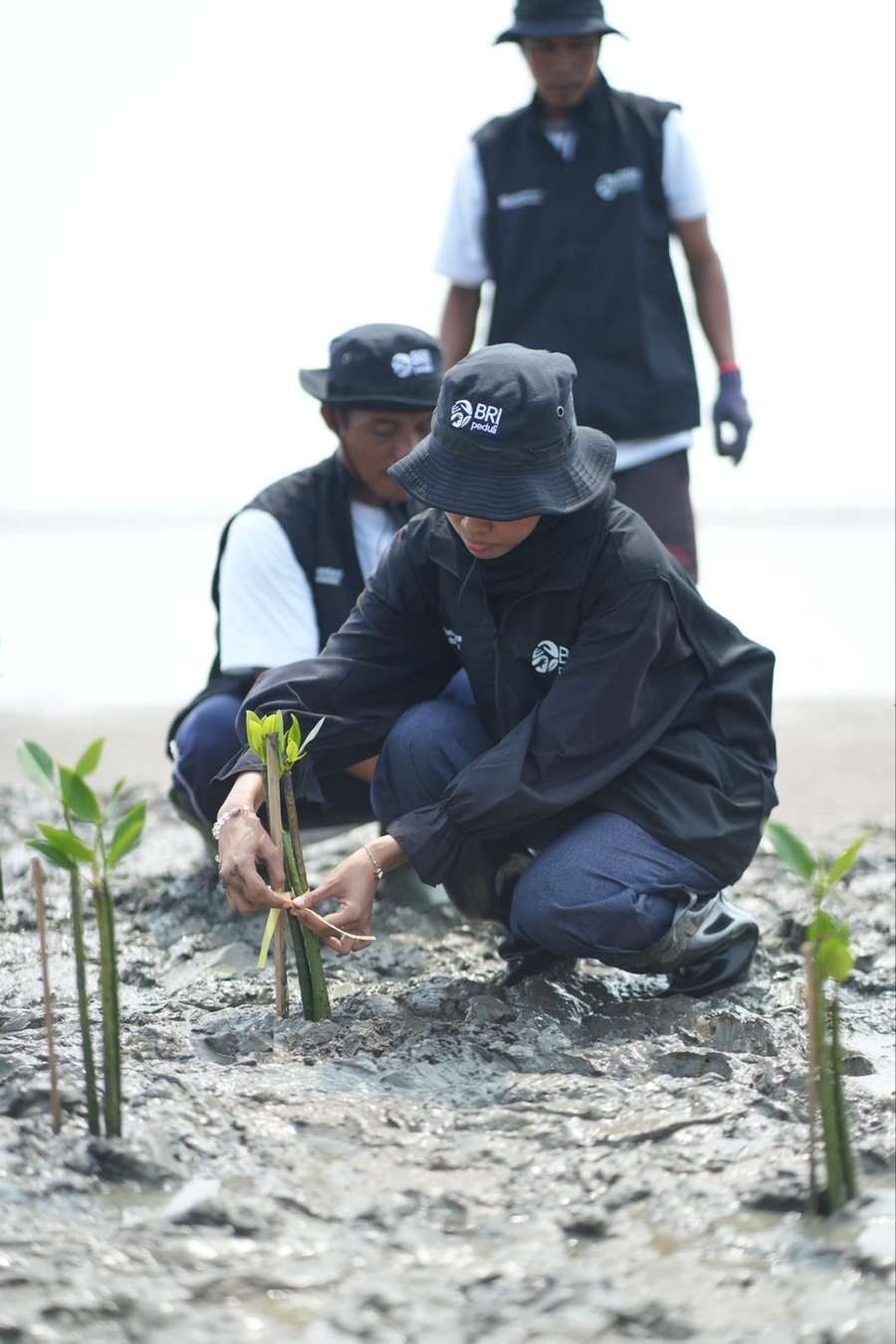 Hari Mangrove Sedunia 2026, BRI Peduli Tanam 24.000 Mangrove di Karawang Libatkan Kelompok Tani Lokal